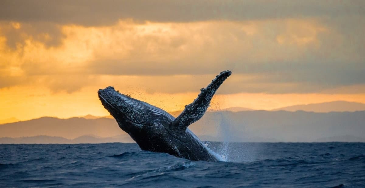 <h1 style="font-family: Georgia, serif; font-size: 30px; color: #53565A;">Hawaii's Best Spots for Whale Watching</h1>